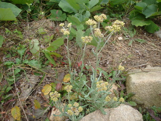 DSC00284.JPG